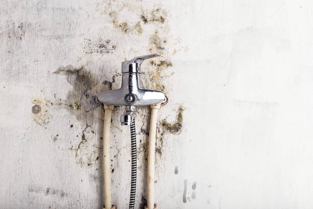 Best Mold Damage Repair  in , HI
