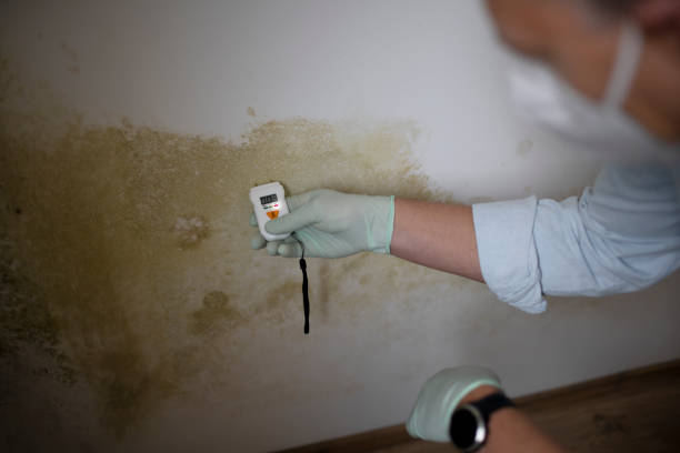 Best Toxic Mold Removal  in , HI