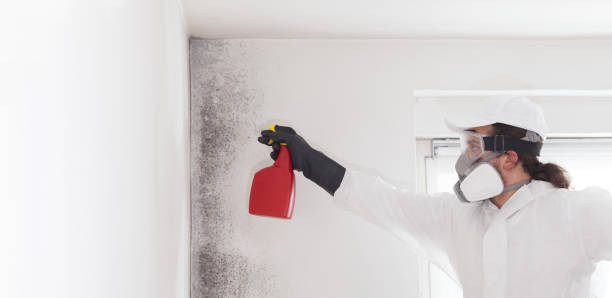 Best Black Mold Removal  in , HI