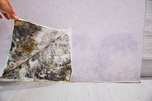 Best Residential Mold Removal  in , HI